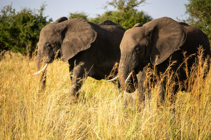 Northern Tanzania Ultimate Safari