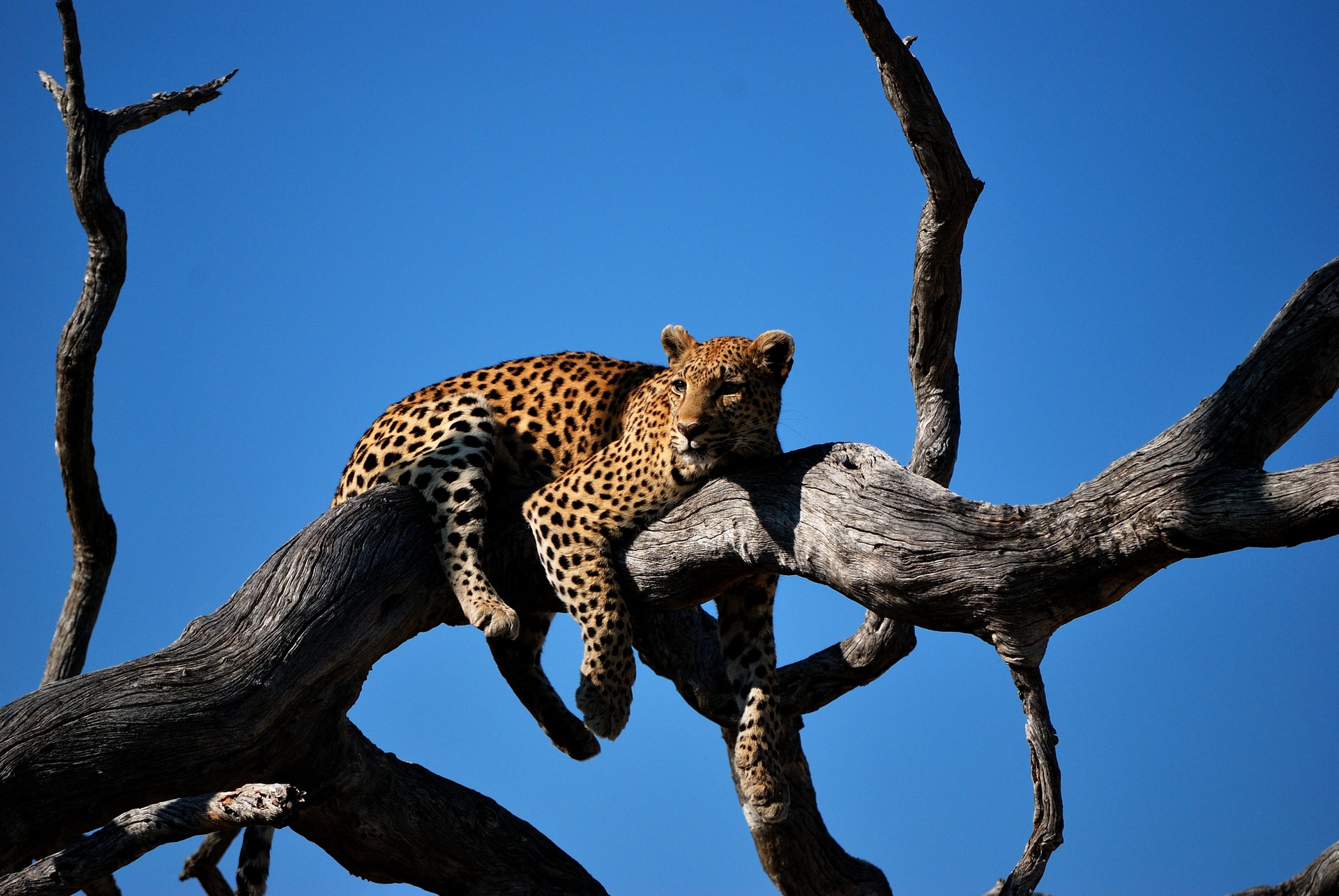 Leopard in tree Botswana