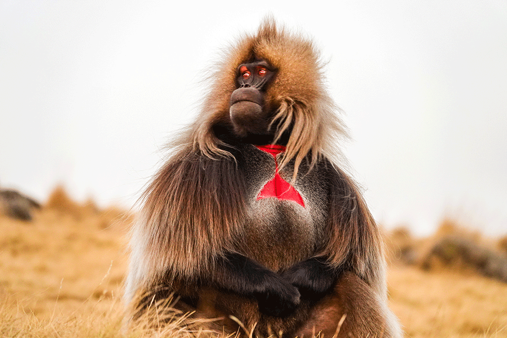 Gelada's in the Simien Mountains