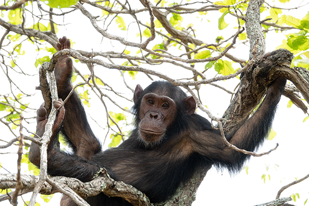 Chimpanzee in a tree - Gombe NP
