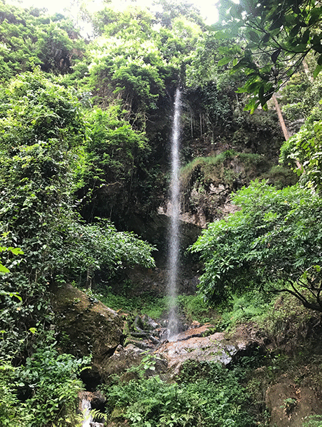 Gombe Jungle Waterfall