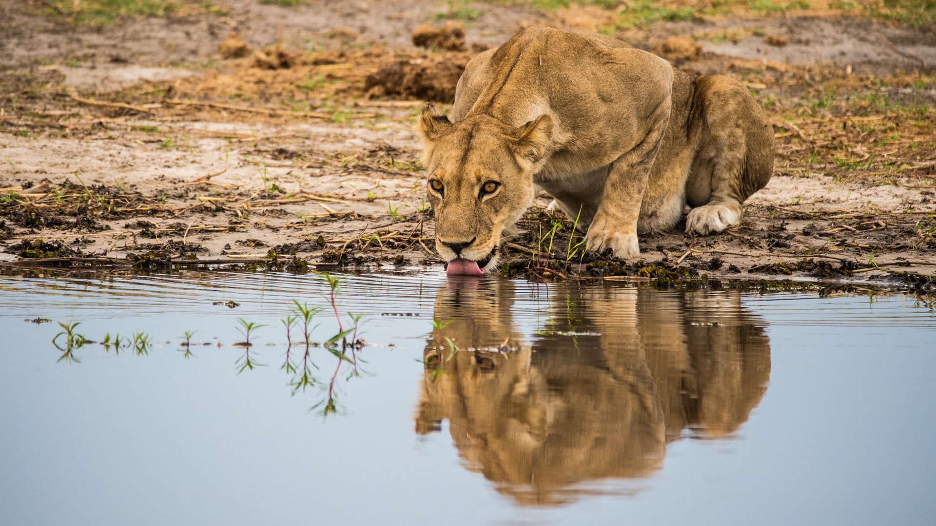 Female Lion drinking in Botswana