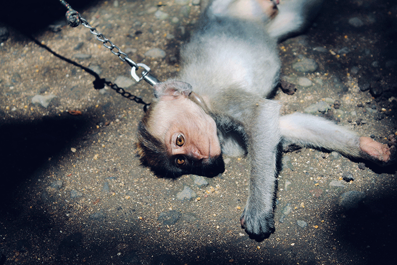 Animal cruelty - protecting wildlife